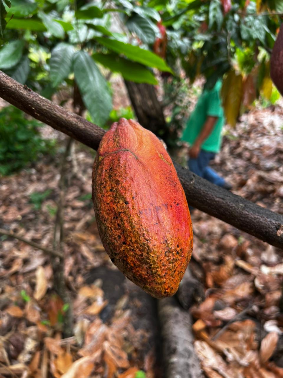 Fresh Peruvian cocoa pod